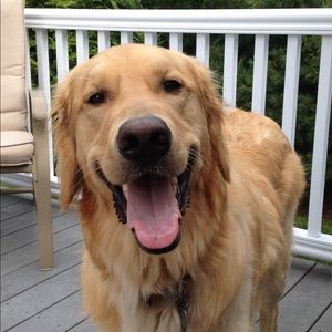 Meet your Posher, Jacqueline